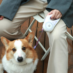 Person holding a white LED lighted dog leash attached to a sitting corgi on wooden deck